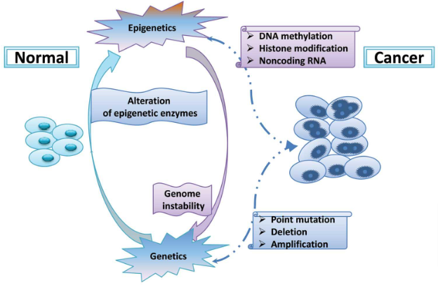 Epigenetic