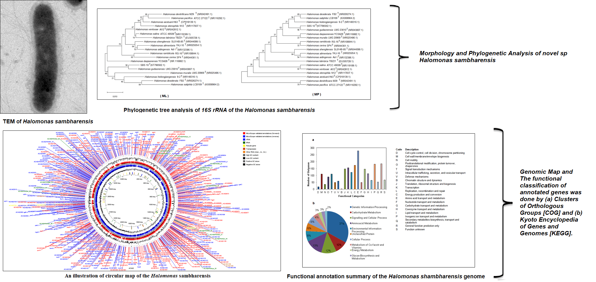 Genomic analysis of a novel species Halomonas shambharensis isolated from hypersaline lake in Northwest India
