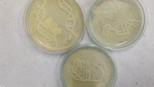 Agar Art