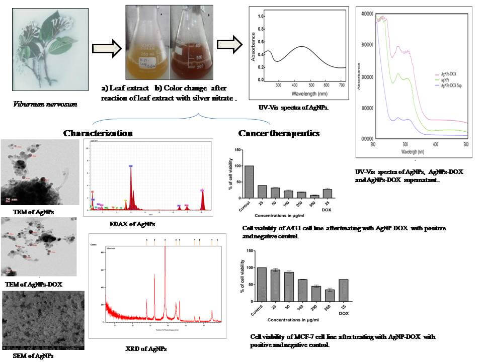 The study revealed the biocompatible nature of VN synthesized AgNPs towards MCF-7 and A431 cancer cells and anti-cancer efficacy of doxorubicin when delivered through AgNPs.