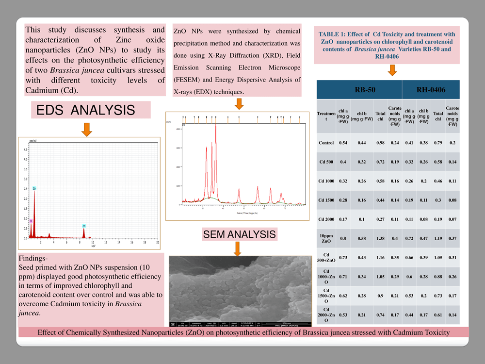 Effect of Chemically Synthesized Nanoparticles (ZnO) on photosynthetic efficiency of Brassica juncea stressed with Cadmium Toxicity 