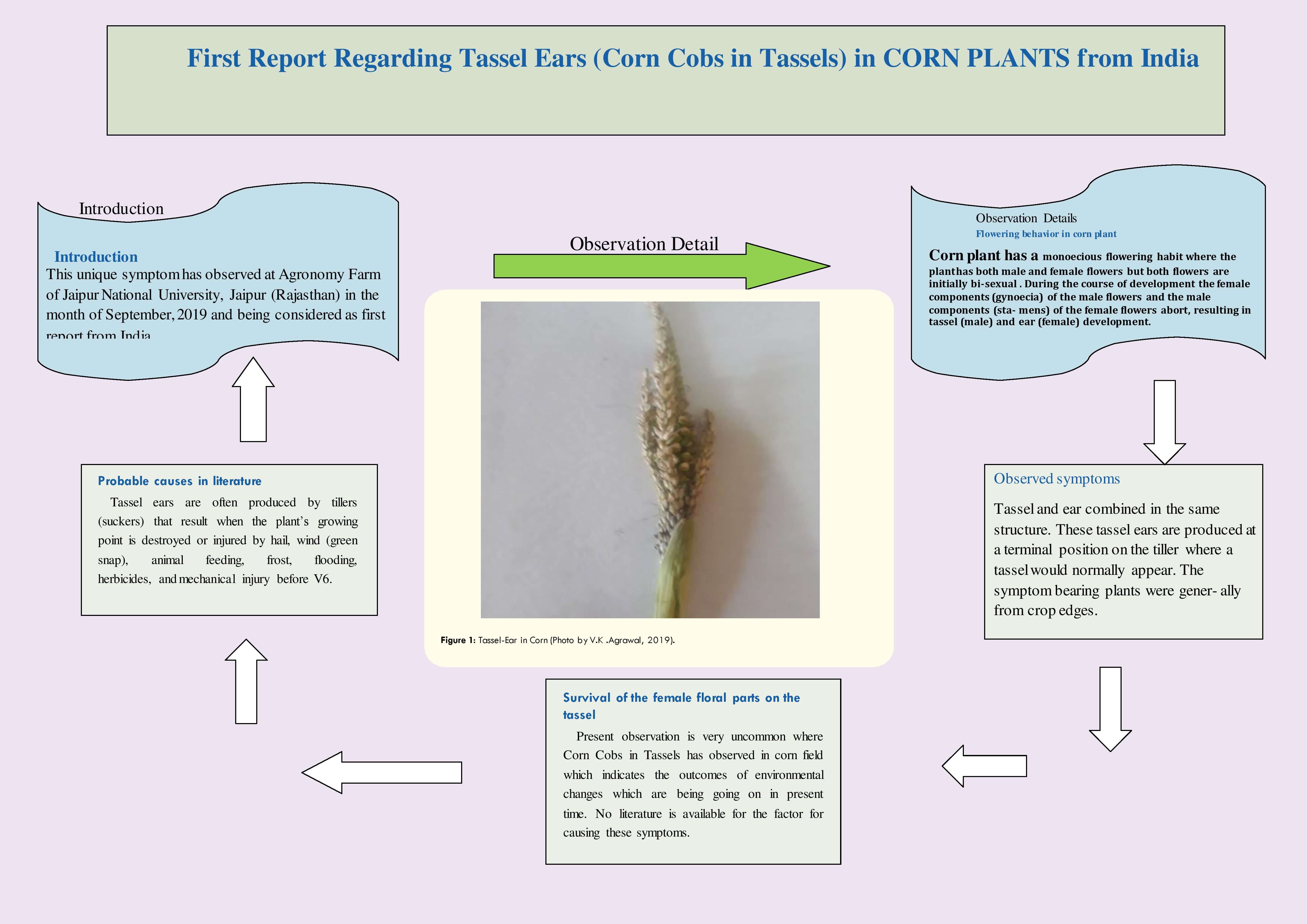 First Report Regarding Tassel Ears (Corn Cobs in Tassels) in CORN PLANTS from India
