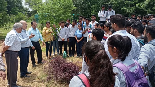 Tree Plantation