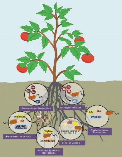 Hydroponics