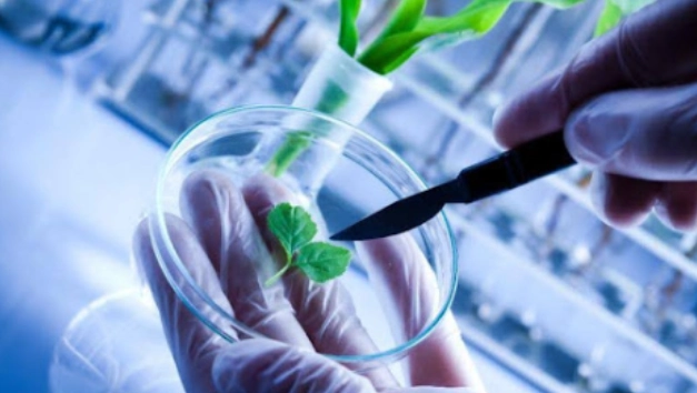Hydroponics