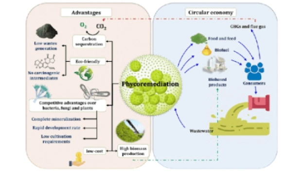 algal-biotechnology